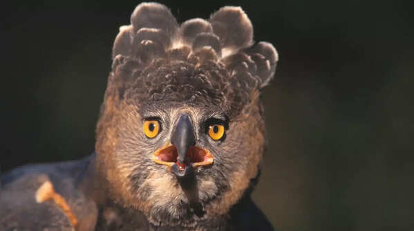 ​The only bird known to hunt humans: 5 facts that you should know about the predator